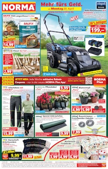 Blumentopf im Norma Prospekt "Mehr fürs Geld" mit 21 Seiten (Mönchengladbach)