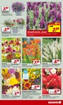 Gartenbepflanzung Gartenbepflanzung