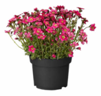 Frühjahrsstauden bei Hagebaumarkt im Quickborn Prospekt für 2,49 €