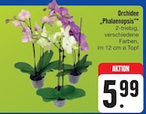 Orchidee "Phalaenopsis" Angebote bei E center Fürth für 5,99 €