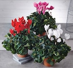 Super U Marseille - Promo Cyclamen Promo Cyclamen à 5,99 € dans le catalogue Super U à Marseille