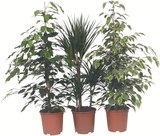 Plante verte à Carrefour dans Issy-les-Moulineaux Plante verte à Carrefour dans Issy-les-Moulineaux