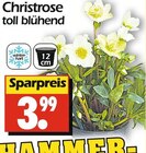 Christrose im Angebot bei Wreesmann in Buxtehude Christrose Angebote bei Wreesmann Buxtehude für 3,99 €