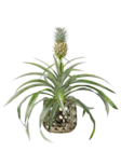 Zier-Ananas im Lidl Prospekt Zier-Ananas von im aktuellen Lidl Prospekt fĂŒr 9,99 âŹ