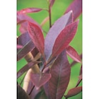 Photinia Red robin en promo chez Carrefour Rouen à 12,99 €