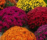 ZG Raiffeisen Schopfheim - Freiland-Chrysantheme Angebot im Prospekt Freiland-Chrysantheme bei ZG Raiffeisen im Schopfheim Prospekt für 9,99 €