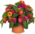 Zierpflanze im Angebot bei Netto Marken-Discount in Pirmasens Zierpflanze Angebote bei Netto Marken-Discount Pirmasens für 8,99 €
