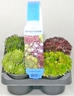 Thomas Philipps Rostock - Sempervivum Angebot im Prospekt Sempervivum bei Thomas Philipps im Rostock Prospekt für 3,99 €