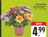 EDEKA - Chrysantheme Indian Summer Angebot im Prospekt Chrysantheme Indian Summer bei EDEKA im Prospekt "" für 4,99 €
