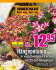 Aktuelles Hängepetunie Angebot bei Hornbach in Leipzig ab 12,95 €