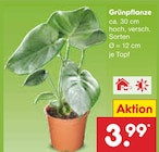 Grünpflanze im Netto Marken-Discount Prospekt Grünpflanze von im aktuellen Netto Marken-Discount Prospekt für 3,99 €