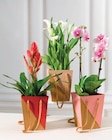 Plante fleurie en promo chez U Express La Rochelle à 8,99 €