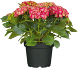 Hagebaumarkt Rostock - Hortensie Angebot im Prospekt Hortensie bei Hagebaumarkt im Rostock Prospekt für 12,99 €
