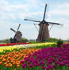 Tulpenblüte in Holland Angebote bei ASTL-Reisen Rosenheim für 899,00 €