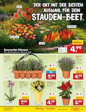 Pflanzen im Netto Marken-Discount Prospekt in Frankfurt Aktueller Netto Marken-Discount Prospekt mit Pflanzen, "Aktuelle Angebote", Seite 17