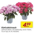 toom Baumarkt Ellwangen - Fünfzahstrauch Angebot im Prospekt Fünfzahstrauch bei toom Baumarkt im Ellwangen Prospekt für 4,99 €