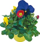 Frühlingsboten Trio bei Netto mit dem Scottie im Neumünster Prospekt für 2,49 €