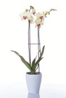 Schmetterlings-orchideen in Keramik Angebote bei Lidl Dresden für 9,99 €