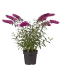 Sommerflieder von GROW by OBI im aktuellen OBI Prospekt