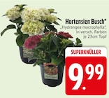 Hortensien Busch im EDEKA Prospekt Hortensien Busch von im aktuellen EDEKA Prospekt fĂŒr 9,99 âŹ