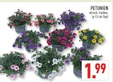 PETUNIEN für 1,99 € bei Marktkauf im Angebot PETUNIEN im aktuellen Marktkauf Prospekt