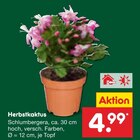 Aktuelles Herbstkaktus Angebot bei Netto Marken-Discount in Hamburg ab 4,99 €
