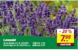 toom Baumarkt Kempten - Lavendel 21-cm-Schale Angebot im Prospekt Lavendel 21-cm-Schale bei toom Baumarkt im Kempten Prospekt für 7,99 €