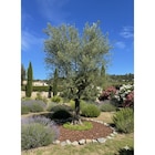 Olivier forme Toscane dans le catalogue Carrefour