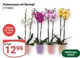 Aktuelle Zimmerpflanzen Angebote bei GLOBUS in Duisburg Aktuelles Phalaenopsis mit Übertopf Angebot bei GLOBUS in Duisburg ab 12,99 €