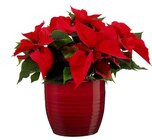 Poinsettia à Carrefour dans Morcenx