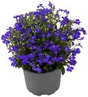 Studentenblume im Angebot bei REWE in Hanau Studentenblume Angebote bei REWE Hanau für 1,19 €
