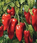 Poivron rouge dans le catalogue Delbard