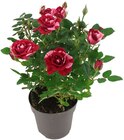 Aktuelle Pflanzen Angebote bei Penny in Jena Aktuelles Topfrose Angebot bei Penny in Jena ab 2,79 €