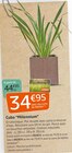 Jardiland - Cubo “Millennium” : offre du catalogue Promo Cubo “Millennium” à 34,95 € dans le catalogue Jardiland "Mon jardin d'été"