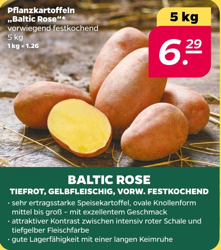 Pflanzkartoffeln Baltic Rose