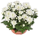 Chrysantheme für 4,44 € bei Kaufland im Angebot Chrysantheme im aktuellen Kaufland Prospekt