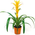 Netto mit dem Scottie Ferdinandshof - Bromelia Angebot im Prospekt Bromelia bei Netto mit dem Scottie im Ferdinandshof Prospekt für 4,49 €