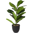 Ficus artificiel en pot - Action en promo chez Action Ficus artificiel en pot - Action dans le catalogue Action