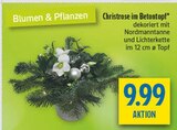 Christrose im Betontopf Angebote bei diska Dresden für 9,99 €