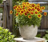 Sommerstauden bei Hagebaumarkt im Geretsried Prospekt für 3,99 €