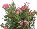 Oleander 'Evolution' von  im aktuellen Hornbach Prospekt für 24,95 €