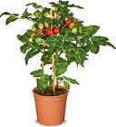 Aktuelles Naschgemüse Angebot bei Netto Marken-Discount in Bremerhaven ab 7,99 €