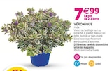 Promo Véronique à 7,99 € dans le catalogue Delbard à Aumale