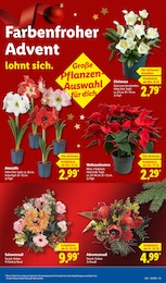 Lidl Stauden im Prospekt Lidl Stauden im Prospekt
