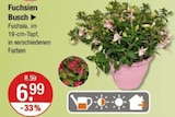 Fuchsien Busch im Angebot bei V-Markt in Regensburg Fuchsien Busch Angebote bei V-Markt Regensburg für 6,99 €
