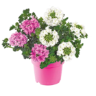 Beetpflanzen-Mix 'Pink Paradise' für 2,29 € bei Netto mit dem Scottie im Angebot Beetpflanzen-Mix 'Pink Paradise' im aktuellen Netto mit dem Scottie Prospekt