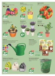 V-Markt Blumen im Prospekt 