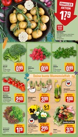 Pflanztopf Angebote im Prospekt "Dein Markt" von REWE auf Seite 11