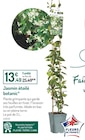 Botanic Anthy-sur-Léman - Promo Jasmin étoilé Promo Jasmin étoilé à 13,49 € dans le catalogue Botanic à Anthy-sur-Léman