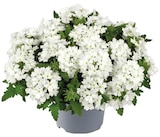 Penny Schlüchtern Prospekt mit  im Angebot für 1,99 €